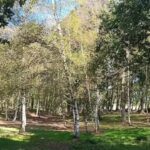 Capilla de Nuestra Se&ntilde;ora de los Remedios