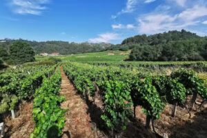 Capilla de San Roque