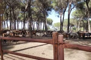 Casa Hermandad del Rocio de La L&iacute;nea