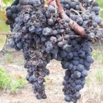 Ermita de La Milagrosa