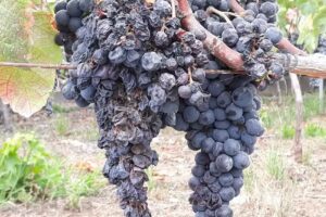 Ermita de La Milagrosa