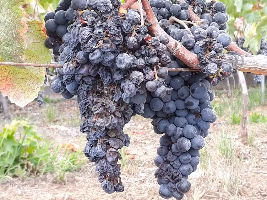 Ermita de La Milagrosa