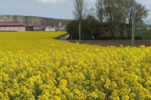 Ermita de la Virgen Peregrina