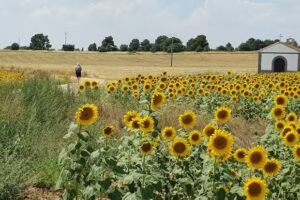 Ermita de Ntra. Sra. de la Carrera
