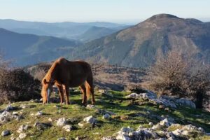 Ermita de San Cosme y San Damian