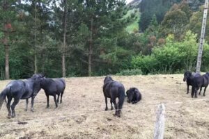 Ermita de San Isidro
