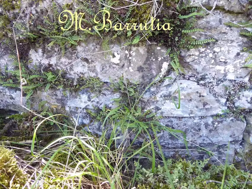 ERMITA DE SAN JUAN (Ruinas)