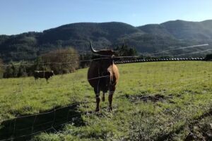 Iglesia de San Esteban de Incl&aacute;n