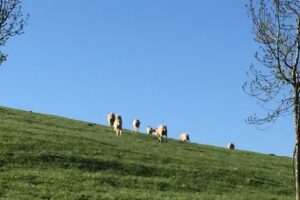 IGLESIA DE &laquo;SAN SATURNINO&raquo;