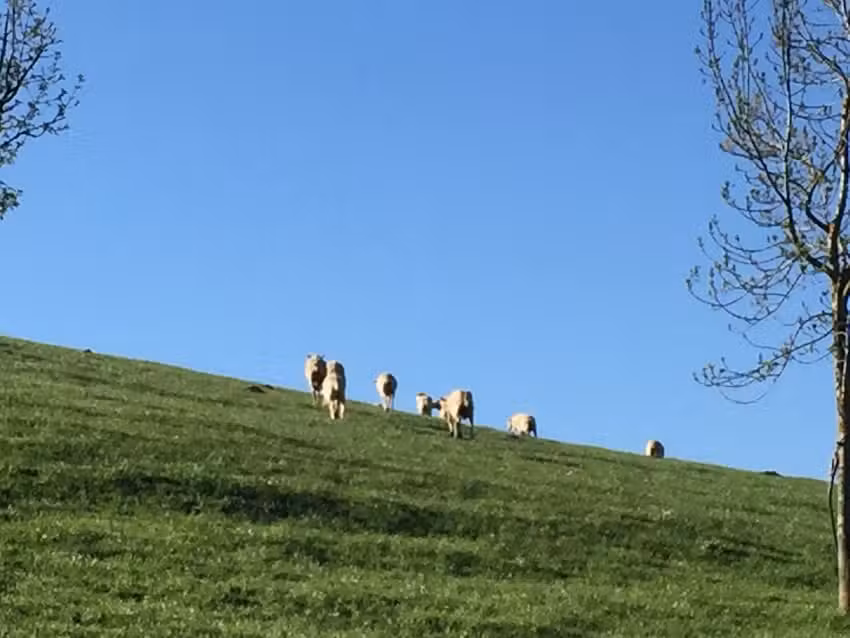 IGLESIA DE &laquo;SAN SATURNINO&raquo;