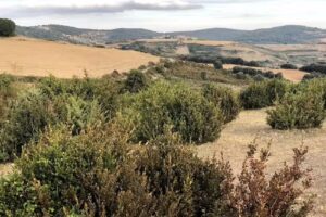 Iglesia de Santa Catalina