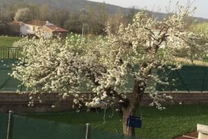 Iglesia de Solana de Fenar