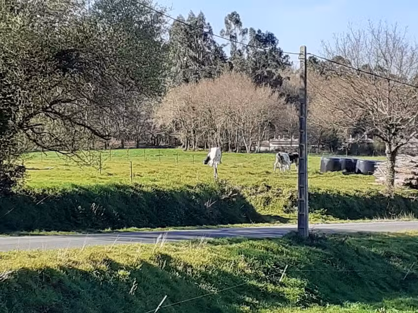 O pazo