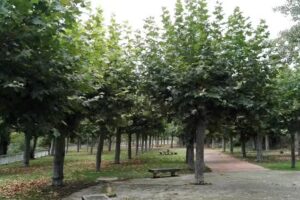 Orden De La Compa&ntilde;&iacute;a De Mar&iacute;a Provincia De Espa&ntilde;a