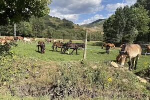 Santo Tom&aacute;s Ap&oacute;stol